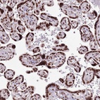 Anti-WASHC4 Antibody