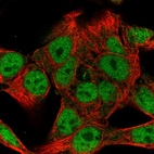 Immunofluorescent staining of human cell line Hep G2 shows localization to nucleoplasm.
