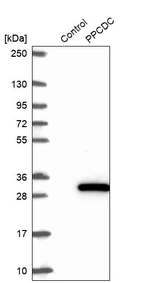 Western blot analysis in control (vector only transfected HEK293T lysate) and PPCDC over-expression lysate (Co-expressed with a C-terminal myc-DDK tag (~3.1 kDa) in mammalian HEK293T cells, LY411905).
