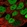 Anti-CDX2 Antibody