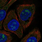 Anti-CYB561A3 Antibody