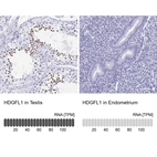 Anti-HDGFL1 Antibody