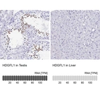Immunohistochemistry analysis in human testis and liver tissues using HPA045679 antibody. Corresponding HDGFL1 RNA-seq data are presented for the same tissues.