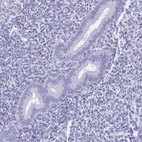 Immunohistochemical staining of human endometrium shows low expression as expected.