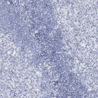 Anti-SSX2 Antibody