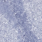 Immunohistochemical staining of human Tonsil shows no positivity in non-germinal center cells as expected.