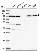 Anti-COPG1 Antibody