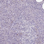 Immunohistochemical staining of human pancreas shows low expression as expected.