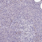 Immunohistochemical staining of human pancreas shows low expression as expected.