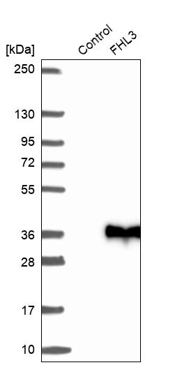 Anti-FHL3 Antibody
