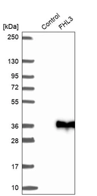 Anti-FHL3 Antibody
