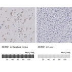 Anti-CERS1 Antibody