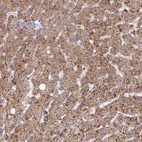 Immunohistochemical staining of human liver shows moderate to strong granular cytoplasmic positivity in hepatocytes.