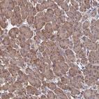 Anti-SPANXN4 Antibody