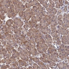 Immunohistochemical staining of human pancreas shows moderate cytoplasmic positivity in exocrine glandular cells.