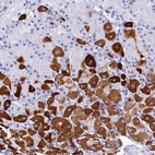 Anti-ZNF442 Antibody