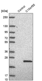 Anti-C10orf55 Antibody