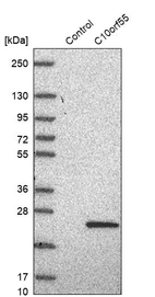Western blot analysis in control (vector only transfected HEK293T lysate) and C10orf55 over-expression lysate (Co-expressed with a C-terminal myc-DDK tag (~3.1 kDa) in mammalian HEK293T cells, LY424244).