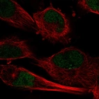 Immunofluorescent staining of human cell line U-251 MG shows localization to nucleoplasm.