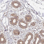 Anti-BPIFB3 Antibody