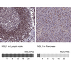 Anti-NSL1 Antibody