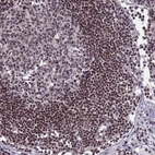 Immunohistochemical staining of human lymph node shows high expression.