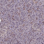 Immunohistochemical staining of human pancreas shows low expression as expected.