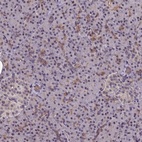 Anti-NSL1 Antibody