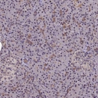 Immunohistochemical staining of human pancreas shows low expression as expected.