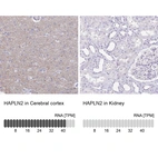 Anti-HAPLN2 Antibody