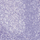 Immunohistochemical staining of human lymph node shows no positivity in non-germinal center cells as expected.