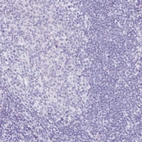 Immunohistochemical staining of human lymph node shows no positivity in non-germinal center cells as expected.
