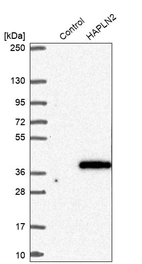 Western blot analysis in control (vector only transfected HEK293T lysate) and HAPLN2 over-expression lysate (Co-expressed with a C-terminal myc-DDK tag (~3.1 kDa) in mammalian HEK293T cells, LY411903).