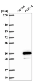 Western blot analysis in control (vector only transfected HEK293T lysate) and RGS18 over-expression lysate (Co-expressed with a C-terminal myc-DDK tag (~3.1 kDa) in mammalian HEK293T cells, LY408941).