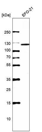Anti-ERCC4 Antibody