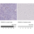 Immunohistochemistry analysis in human lymph node and cerebral cortex tissues using HPA045827 antibody. Corresponding CD40LG RNA-seq data are presented for the same tissues.