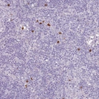 Immunohistochemical staining of human lymph node shows strong cytoplasmic positivity in leukocytes.