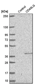 Western blot analysis in control (vector only transfected HEK293T lysate) and cD40LG over-expression lysate (Co-expressed with a C-terminal myc-DDK tag (~3.1 kDa) in mammalian HEK293T cells, LY400020).