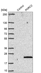 Western blot analysis in control (vector only transfected HEK293T lysate) and PNRC2 over-expression lysate (Co-expressed with a C-terminal myc-DDK tag (~3.1 kDa) in mammalian HEK293T cells, LY413562).