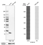 Western blot analysis in human cell lines A-431 and HEK293 using Anti-S100A16 antibody. Corresponding S100A16 RNA-seq data are presented for the same cell lines. Loading control: Anti-GAPDH.