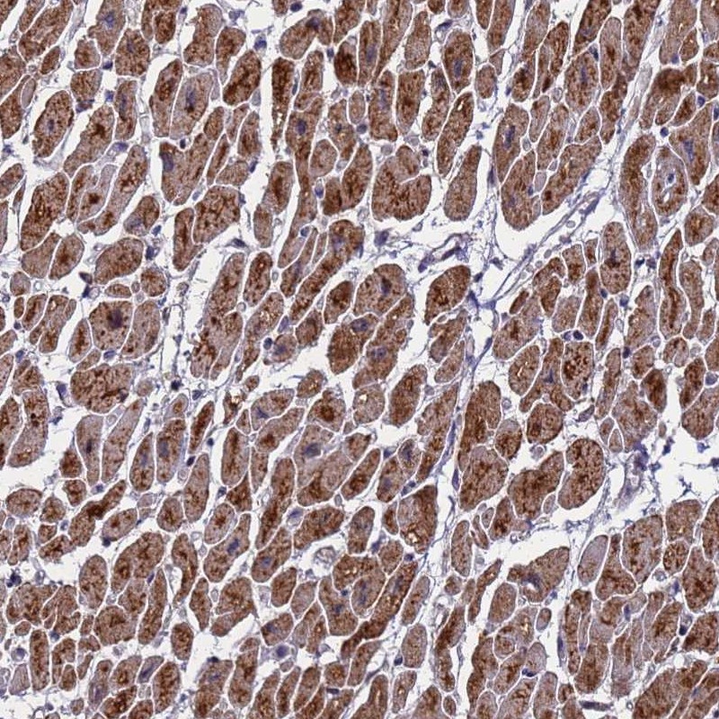 Anti-CMC4 Antibody