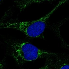 Immunofluorescent staining of human cell line U-2 OS shows localization to mitochondria.