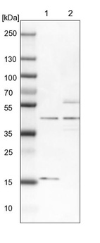 Lane 1: NIH-3T3 cell lysate (Mouse embryonic fibroblast cells)_br/_Lane 2: NBT-II cell lysate (Rat Wistar bladder tumour cells)