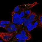 Immunofluorescent staining of human cell line HEK 293 shows localization to vesicles.