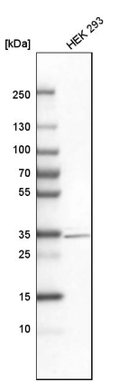 Western blot analysis in human cell line HEK 293.