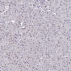 Immunohistochemical staining of human pancreas shows low expression as expected.