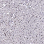 Immunohistochemical staining of human pancreas shows low expression as expected.