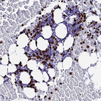 Anti-MCM10 Antibody