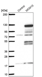 Western blot analysis in control (vector only transfected HEK293T lysate) and MCM10 over-expression lysate (Co-expressed with a C-terminal myc-DDK tag (~3.1 kDa) in mammalian HEK293T cells, LY402694).