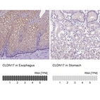 Anti-CLDN17 Antibody